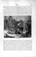 Original Old Antique Print Natural History 1894 Moose Yard America Wild Animals