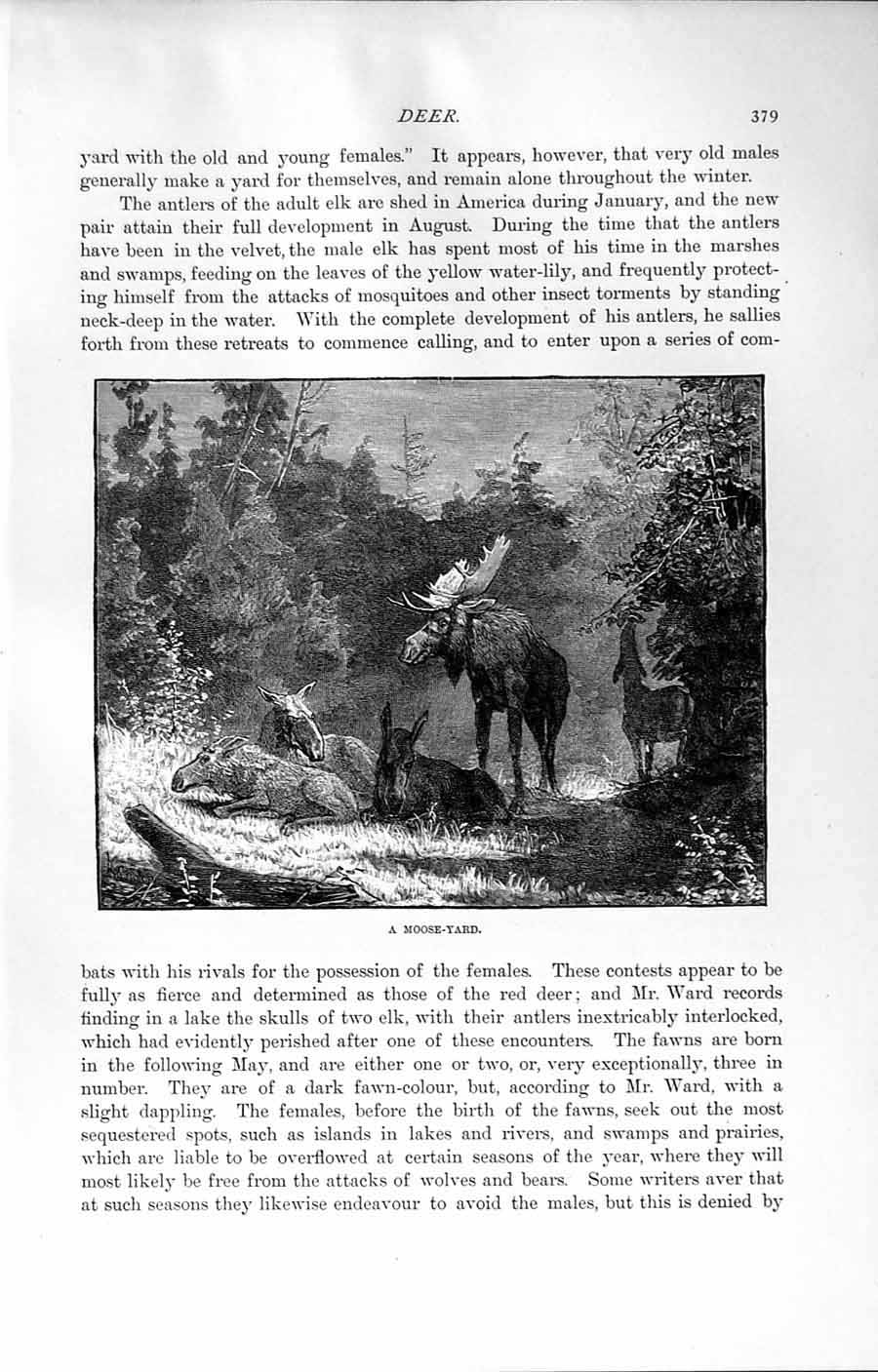 Original Old Antique Print Natural History 1894 Moose Yard America Wild Animals