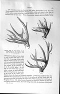 Original Old Antique Print Natural History 1894 Red Brocket Antlers Mule-Deer
