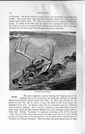 Original Old Antique Print Natural History 1894 Virginian Deer Swimming River