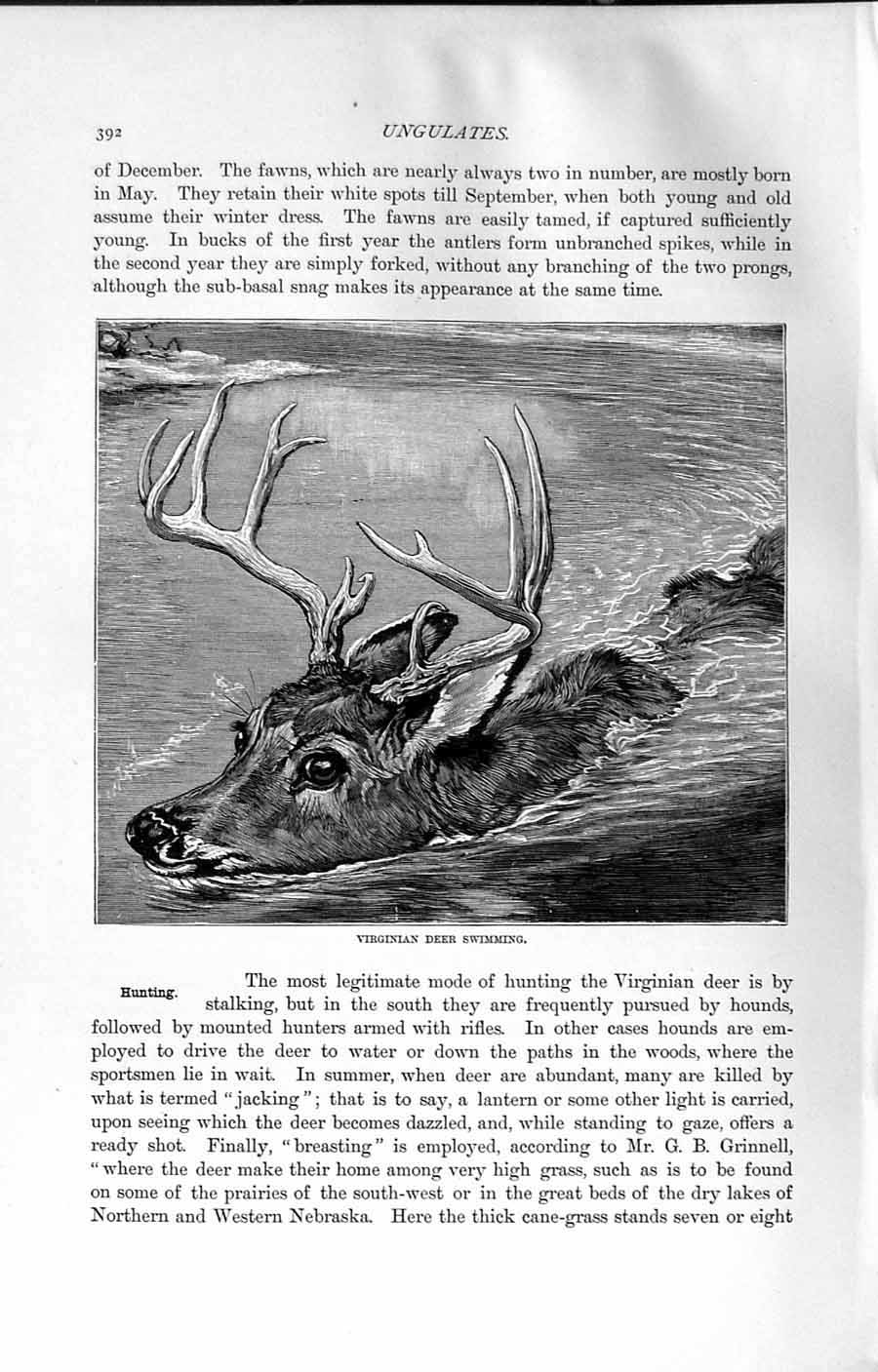 Original Old Antique Print Natural History 1894 Virginian Deer Swimming River