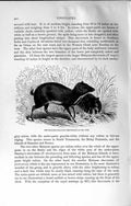 Original Old Antique Print Natural History 1894 Smaller Malayan Chevrotain 19th