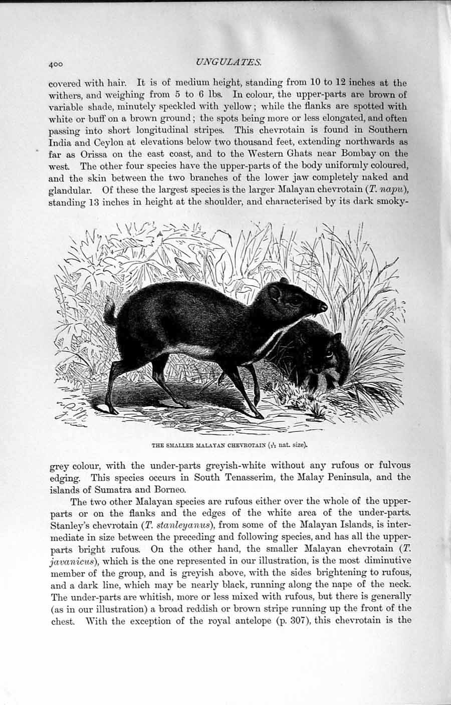 Original Old Antique Print Natural History 1894 Smaller Malayan Chevrotain 19th