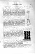 Original Old Antique Print Natural History 1894 Water-Cells Stomach Camel Bones