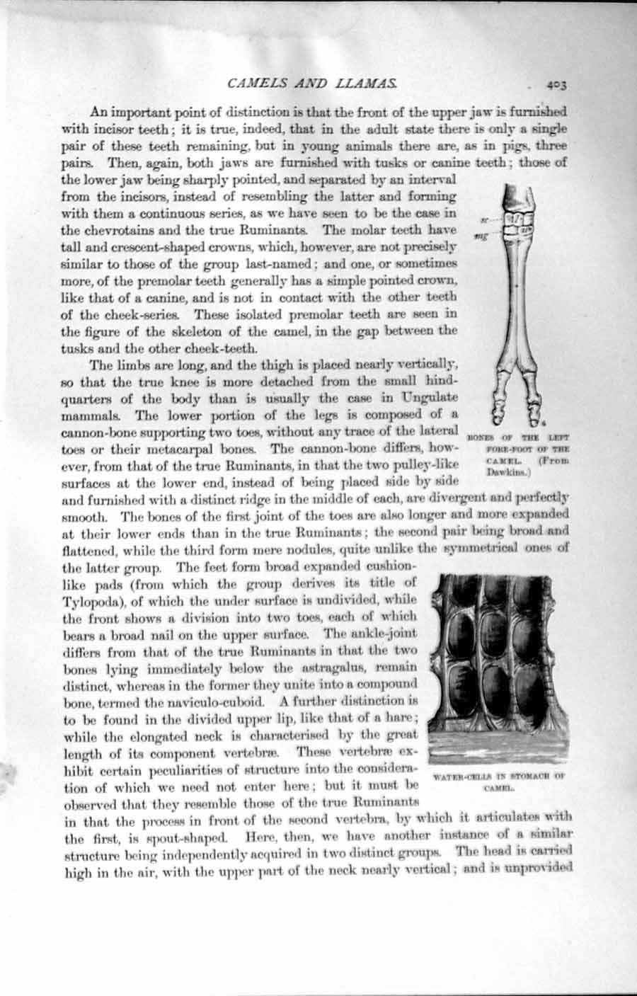 Original Old Antique Print Natural History 1894 Water-Cells Stomach Camel Bones