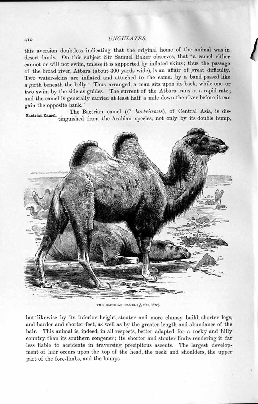 Original Old Antique Print Bactarian Camel Bactrianus Natural History 1894 19th