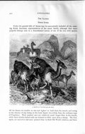 Original Old Antique Print Natural History 1894 Drove Vicunias Wild Animals