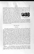 Original Old Antique Print Natural History 1894 Lower Molar Tooth Pig Genus Sus