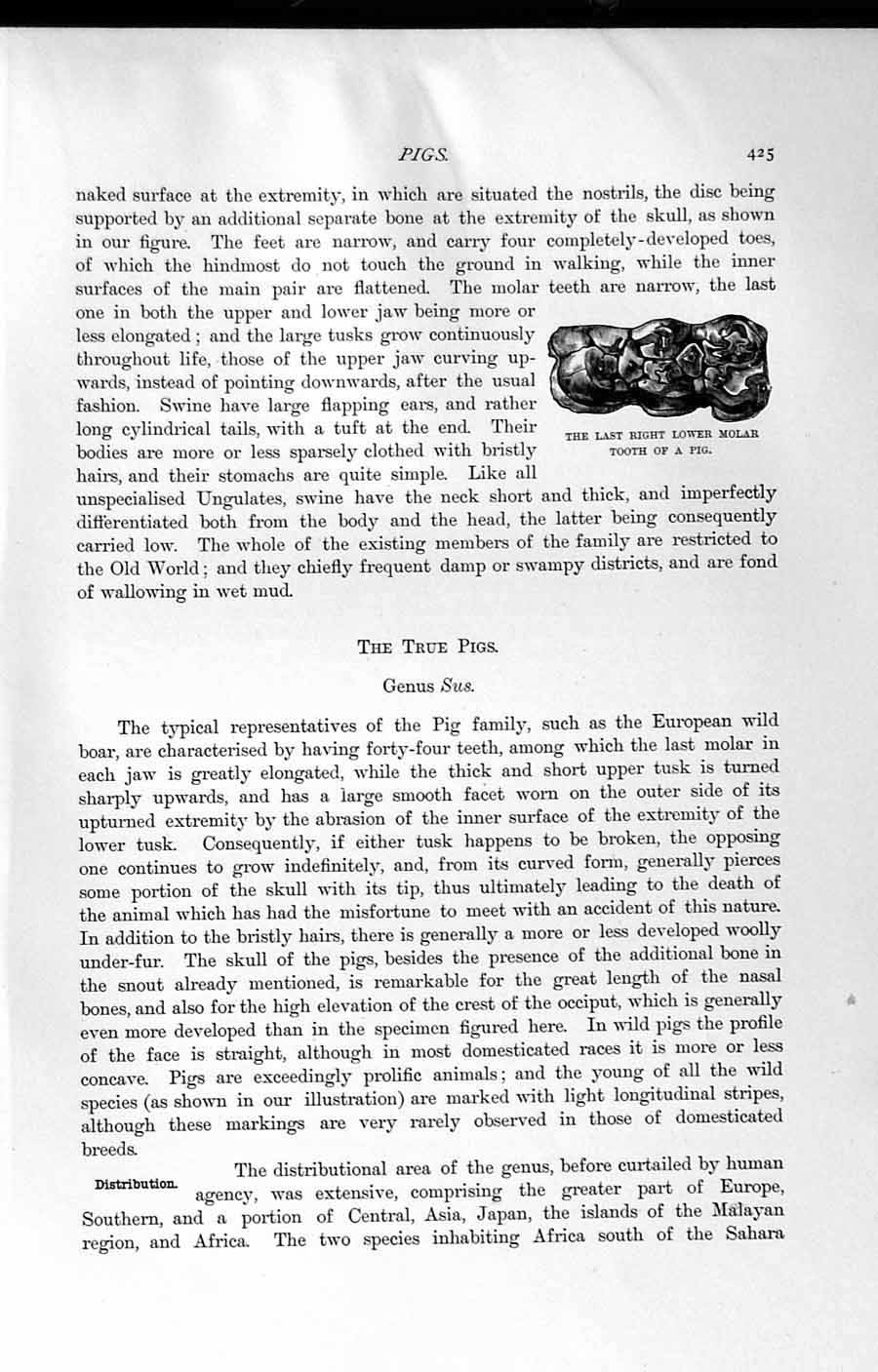 Original Old Antique Print Natural History 1894 Lower Molar Tooth Pig Genus Sus