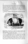 Old Antique Print Natural History 1894 Harrison Pig Barbatus Wild Animal 19th