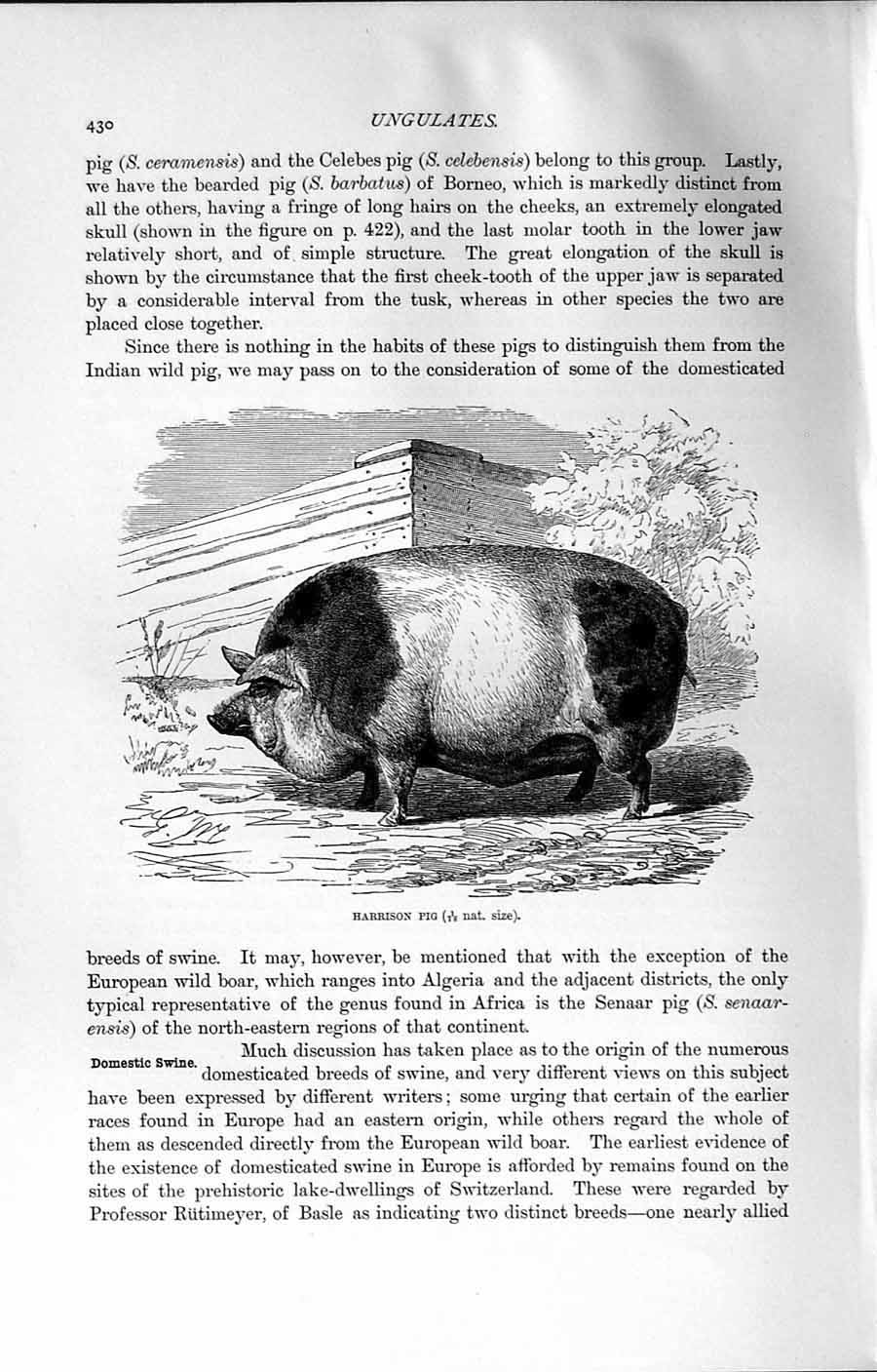 Old Antique Print Natural History 1894 Harrison Pig Barbatus Wild Animal 19th