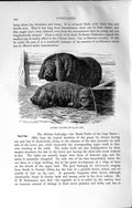 Old Antique Print Natural History 1894 Masked Japanese Bush Pig Animals 19th