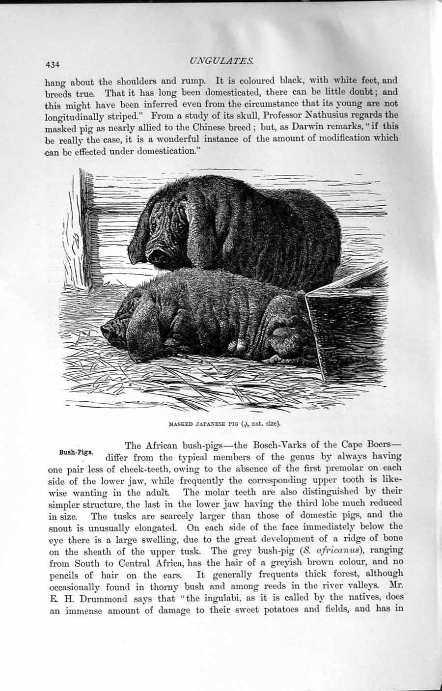 Old Antique Print Natural History 1894 Masked Japanese Bush Pig Animals 19th