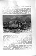 Original Old Antique Print Natural History 1894 Red Bush Pig River-Hog Porcus