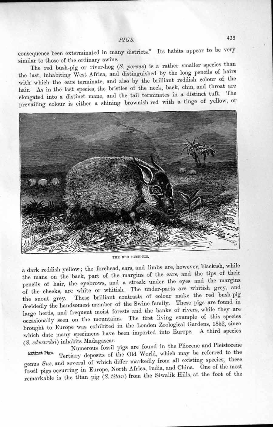 Original Old Antique Print Natural History 1894 Red Bush Pig River-Hog Porcus