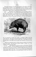 Original Old Antique Print Natural History 1894 Babirusa Skull Bones Animal