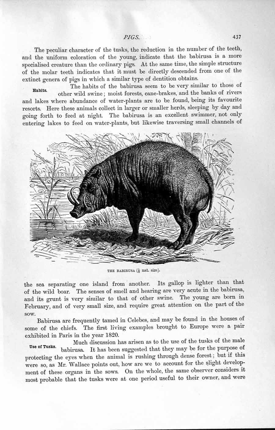 Original Old Antique Print Natural History 1894 Babirusa Skull Bones Animal