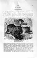 Old Antique Print Natural History 1894 Aelian Wart Hog Palla'S Ungulates 19th