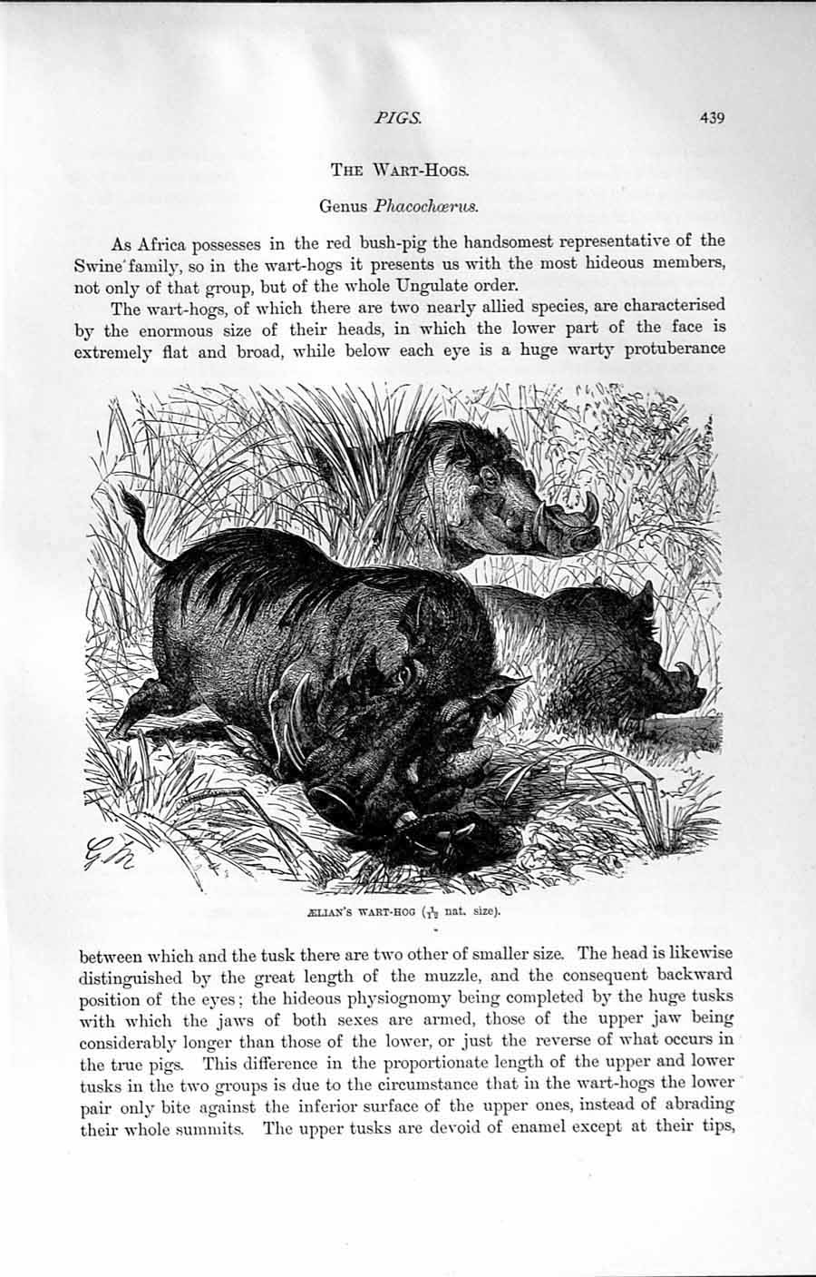Old Antique Print Natural History 1894 Aelian Wart Hog Palla'S Ungulates 19th
