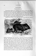 Old Antique Print Natural History 1894 Collared Peccary Youn Wild Animals 19th