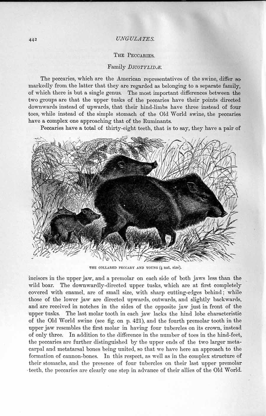 Old Antique Print Natural History 1894 Collared Peccary Youn Wild Animals 19th