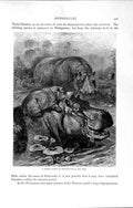 Original Old Antique Print Family Party Hippoptami Animals Natural History 1894