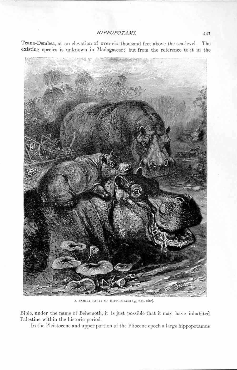 Original Old Antique Print Family Party Hippoptami Animals Natural History 1894