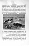 Old Antique Print Natural History 1894 Hippopotami Swimming River Animals 19th