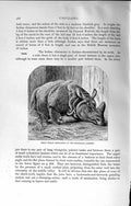 Old Antique Print Natural History 1894 Great Indian Rhinoceros Zoological 19th