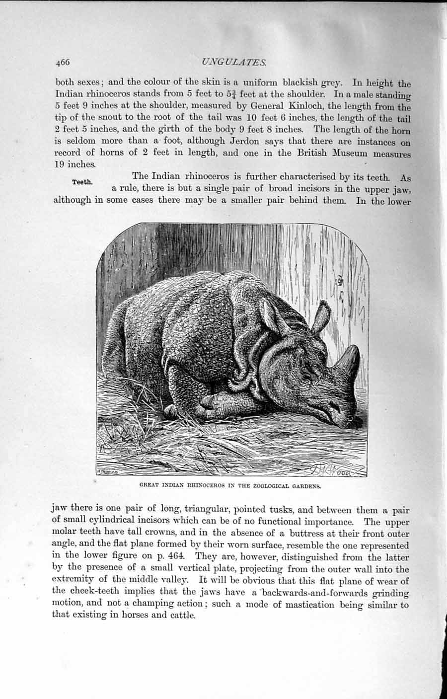 Old Antique Print Natural History 1894 Great Indian Rhinoceros Zoological 19th