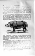 Original Old Antique Print Great Indian Rhinoceros Animal Natural History 1894