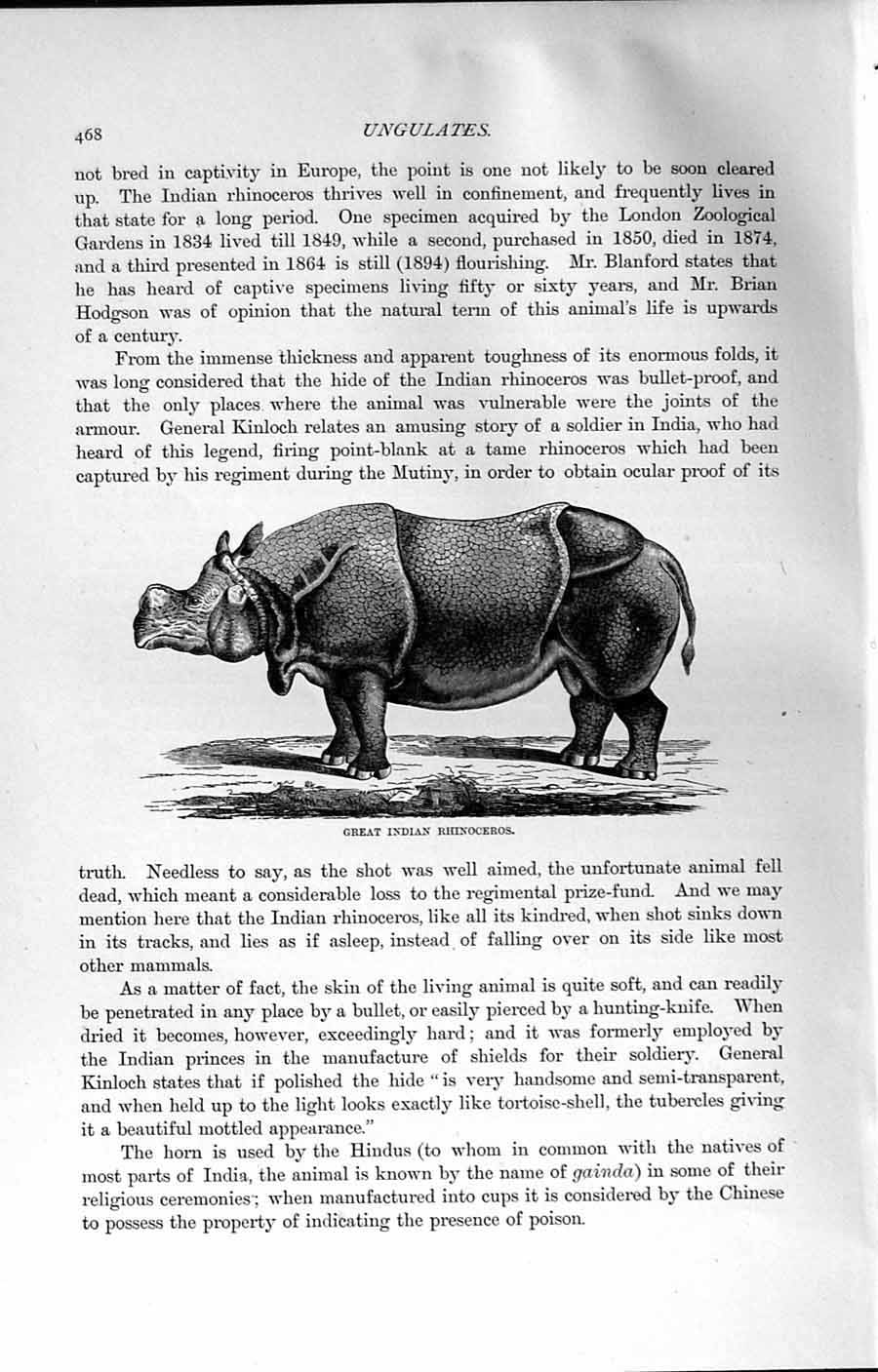 Original Old Antique Print Great Indian Rhinoceros Animal Natural History 1894