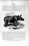 Original Old Antique Print Natural History 1894 Sumatran Rhinoceros Wild Animal