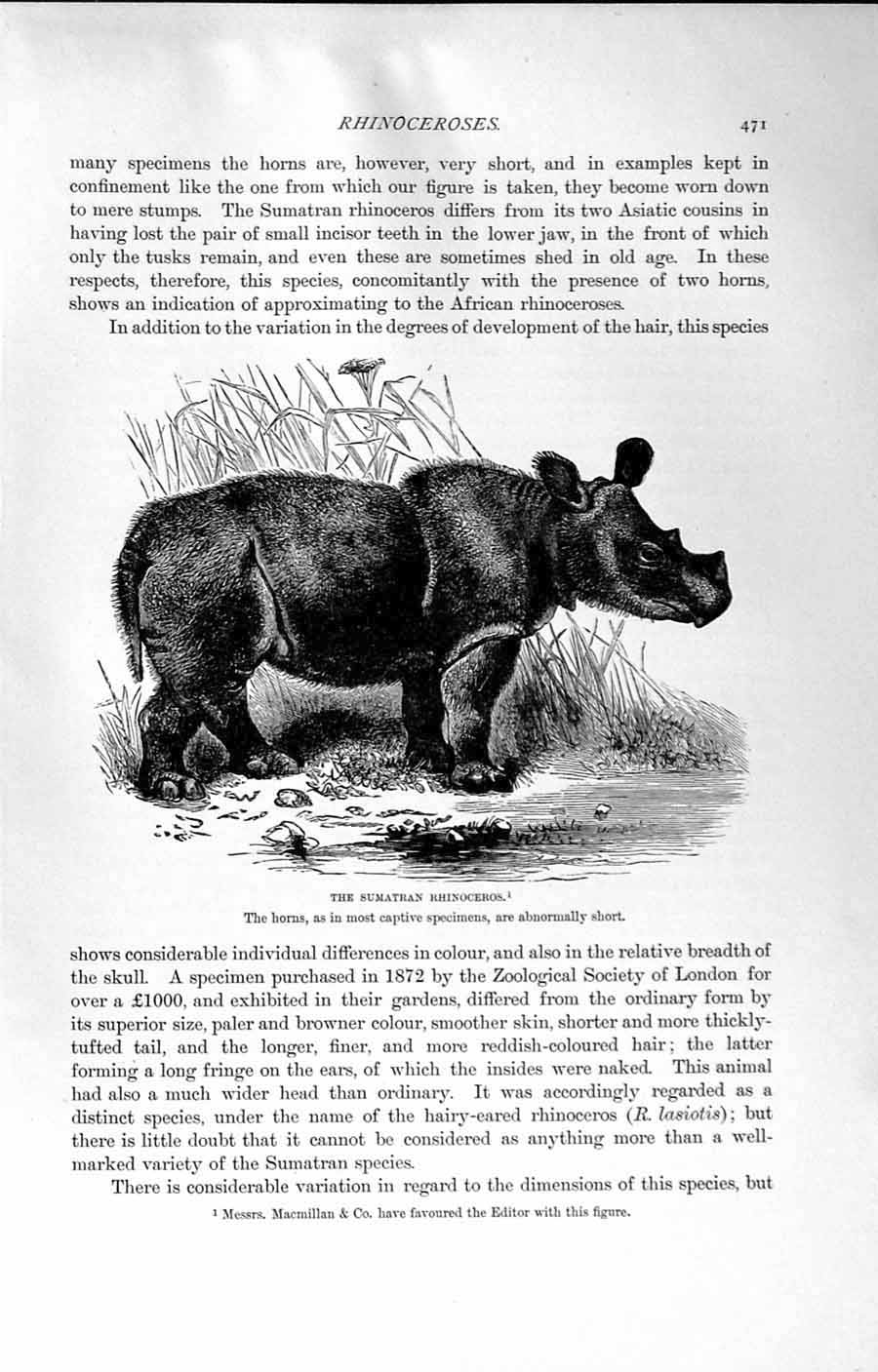 Original Old Antique Print Natural History 1894 Sumatran Rhinoceros Wild Animal