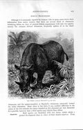 Original Old Antique Print Natural History 1894 Head Common African Rhinoceros