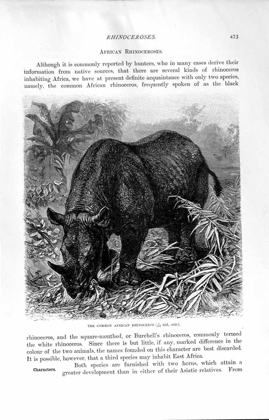 Original Old Antique Print Natural History 1894 Head Common African Rhinoceros