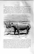 Original Old Antique Print Burchell Rhinoceros Wild Animal Natural History 1894