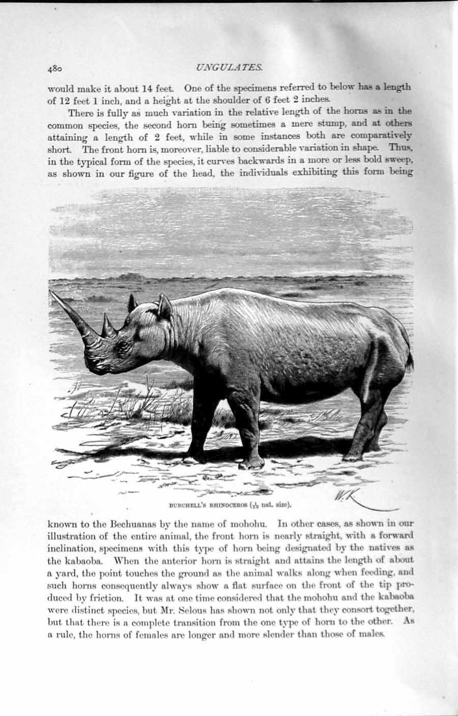 Original Old Antique Print Burchell Rhinoceros Wild Animal Natural History 1894
