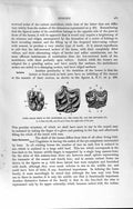 Old Antique Print Natural History 1894 Skull Three-Toed Horse Hipparion 19th