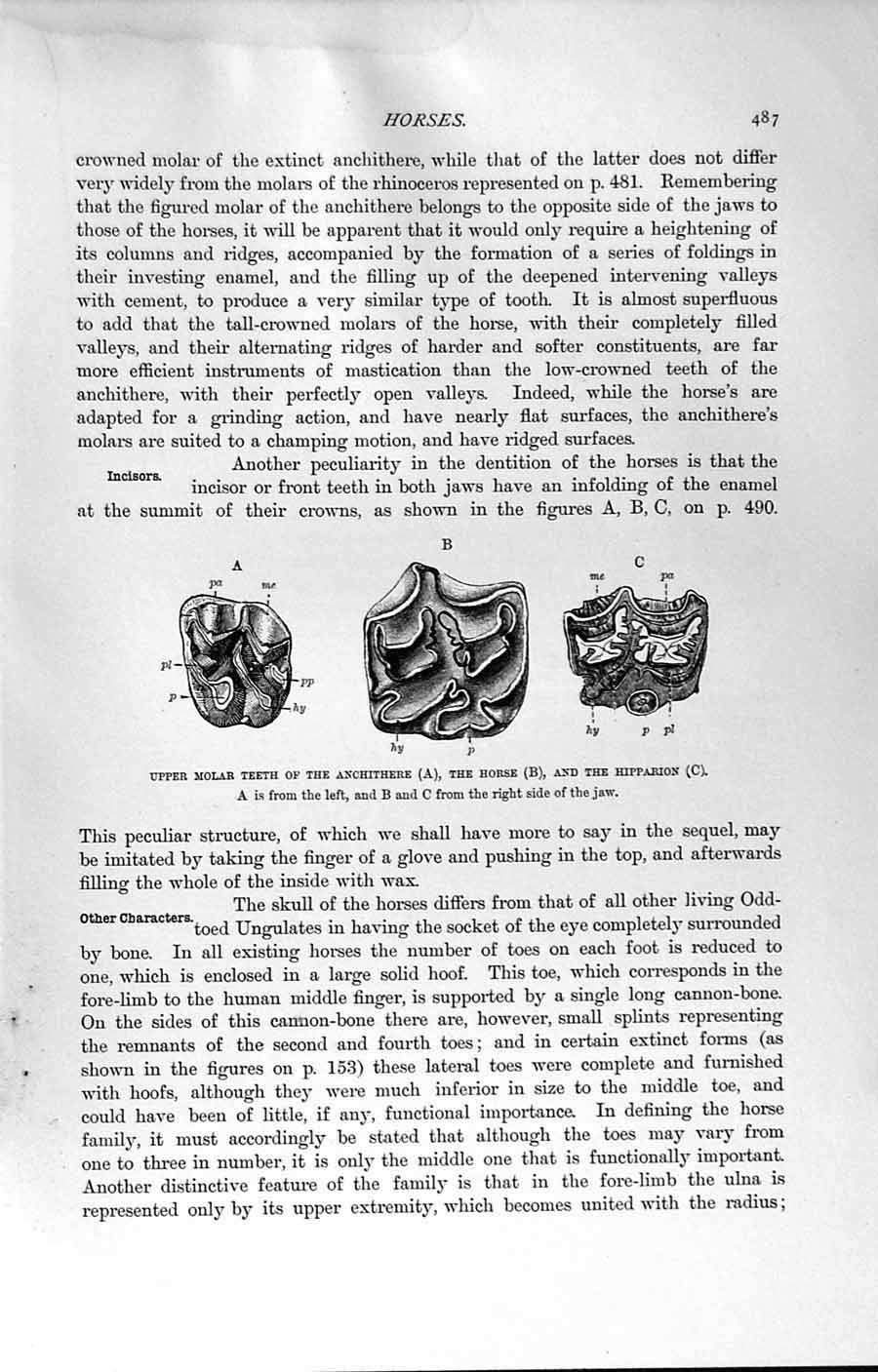Old Antique Print Natural History 1894 Skull Three-Toed Horse Hipparion 19th