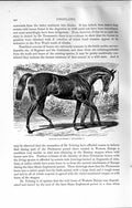 Original Old Antique Print Natural History 1894 English Racehorse Doncaster