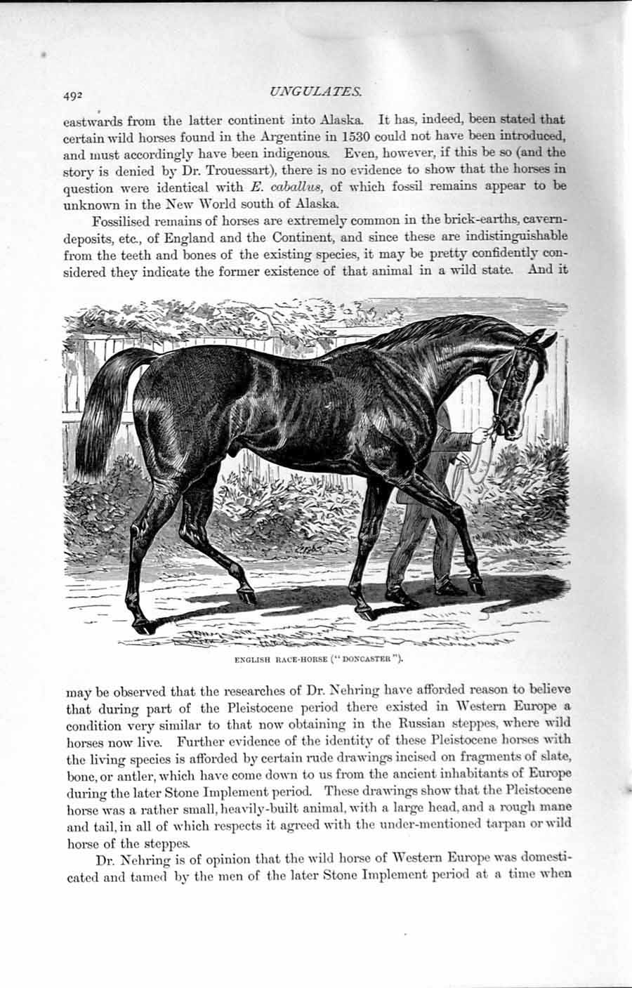 Original Old Antique Print Natural History 1894 English Racehorse Doncaster