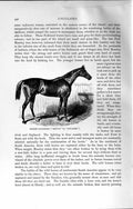 Original Old Antique Print Natural History 1894 English Race Horse Bend-Or 19th