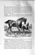 Original Old Antique Print Natural History 1894 German Half-Bred Horse Animal