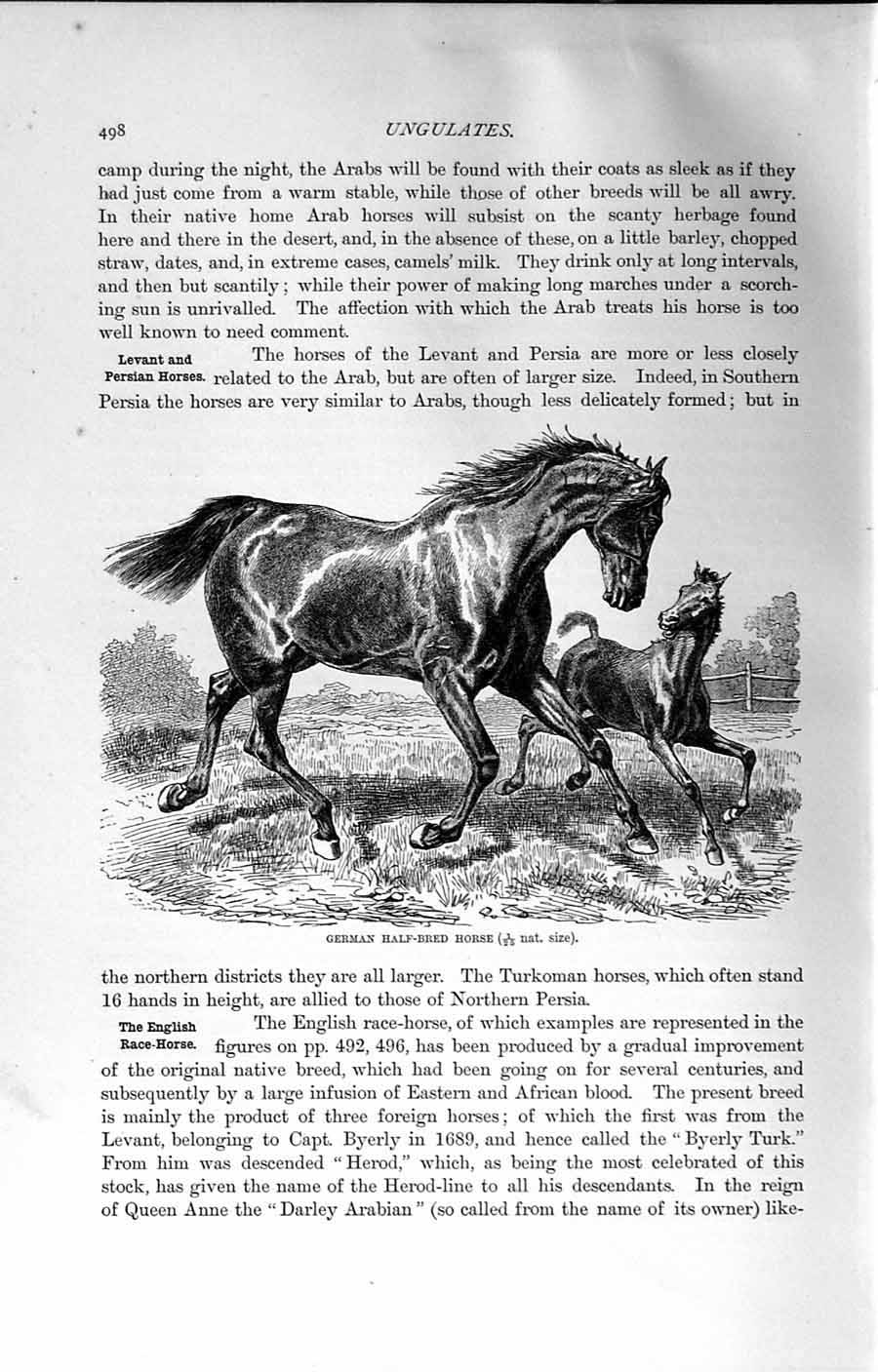 Original Old Antique Print Natural History 1894 German Half-Bred Horse Animal