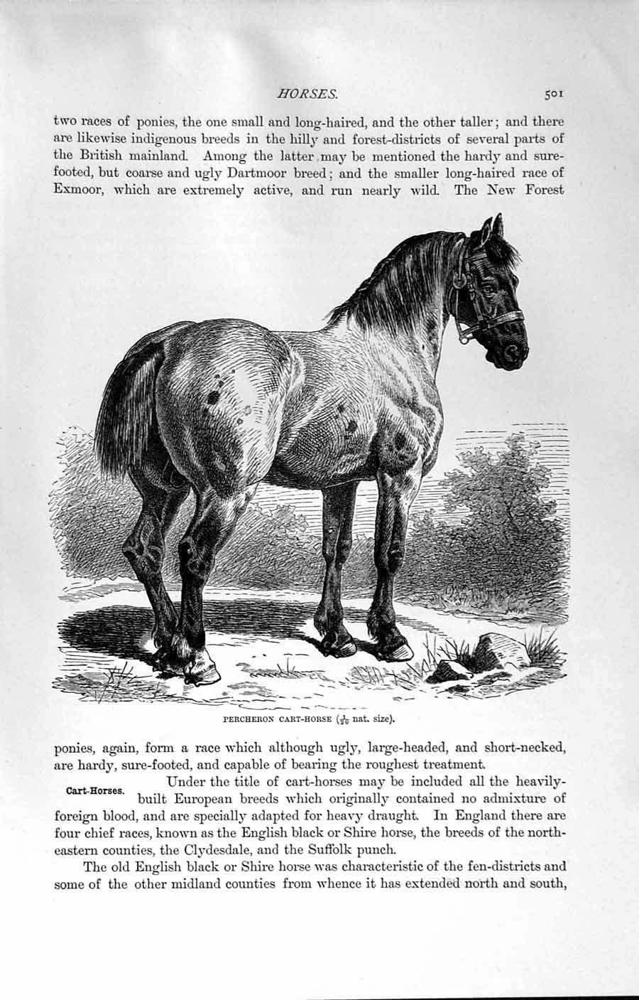 Original Old Antique Print Natural History 1894 Percheron Cart Horse Clydesdale