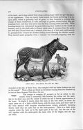 Original Old Antique Print Natural History 1894 Grevy Zebra Ungulates Animal