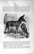 Original Old Antique Print Natural History 1894 African Wild Ass Asinus Animal