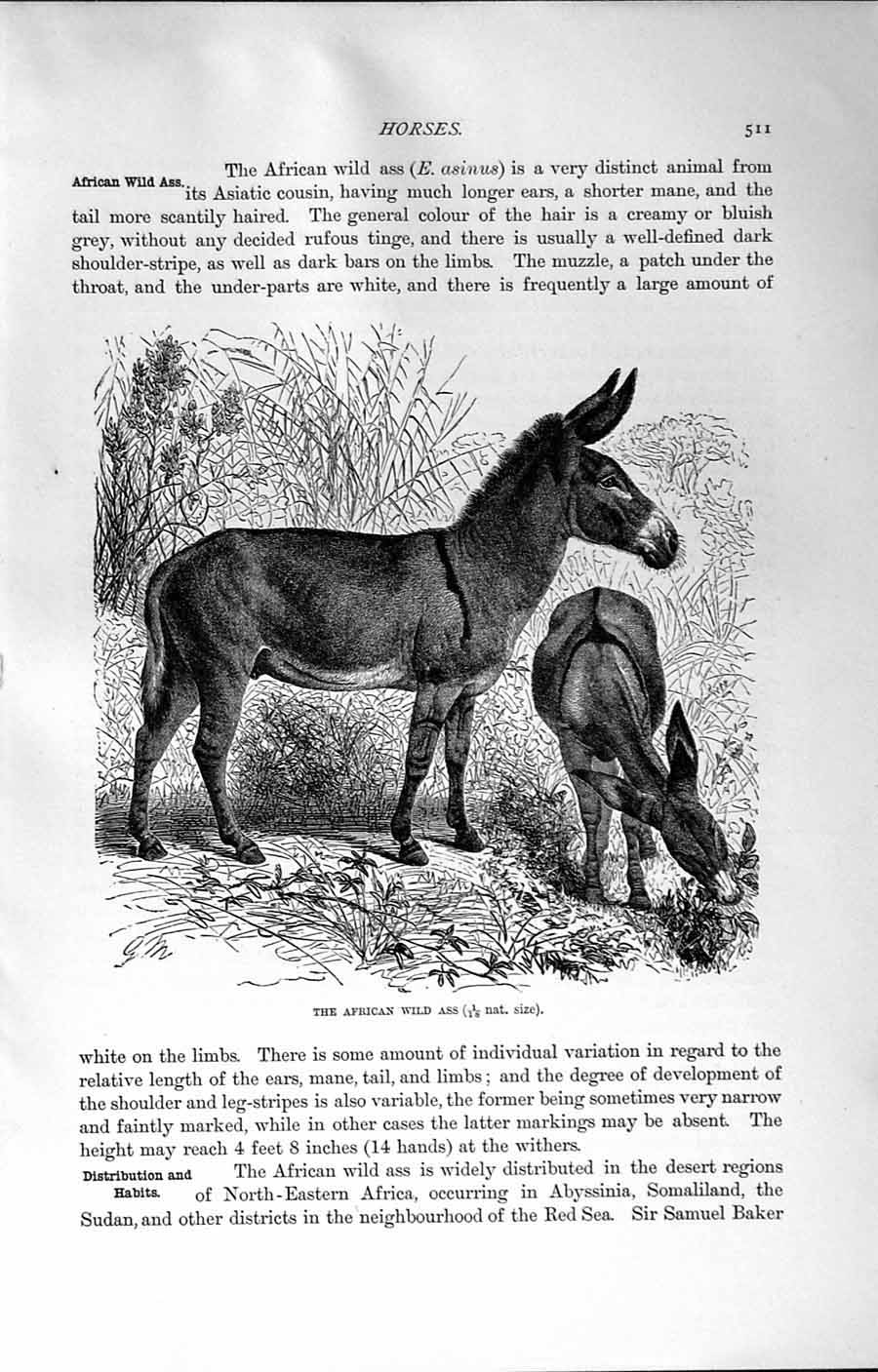 Original Old Antique Print Natural History 1894 African Wild Ass Asinus Animal