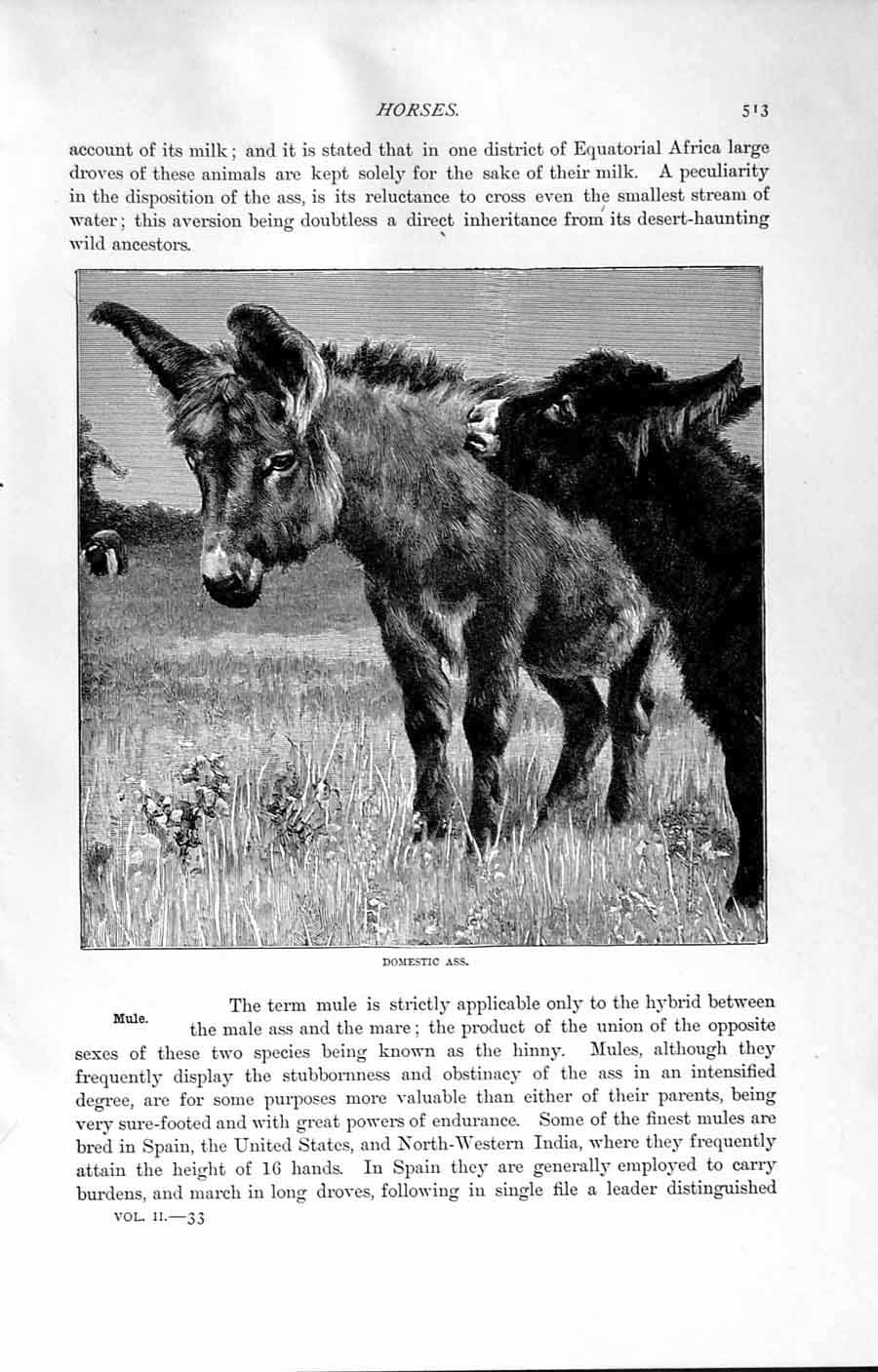 Original Old Antique Print Natural History 1894 Horses Domestic Ass Mule Animal